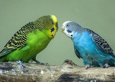 突然变胖的原因