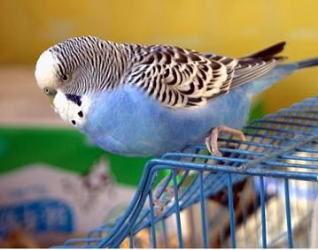 我家的蓝虎皮鹦鹉嘴嘴-----尝试养手玩鸟正在进行时！！！