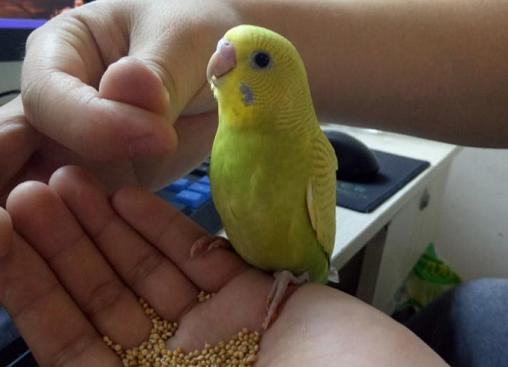 虎皮鹦鹉吃沙子吗？