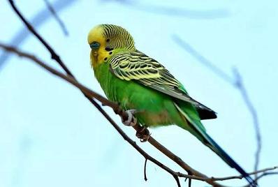 特价包活包公母虎皮鹦鹉鸟幼鸟训练会说话