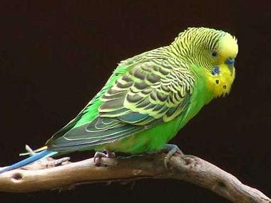 怎样养好虎皮鹦鹉？