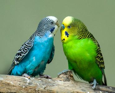 虎皮鹦鹉冬天繁殖吗？