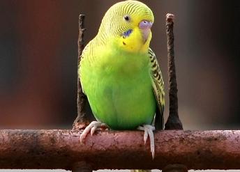 虎皮鹦鹉为什么会拉墨绿色的屎