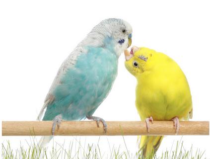 虎皮鹦鹉年龄判断怎么判断虎皮鹦鹉年龄？