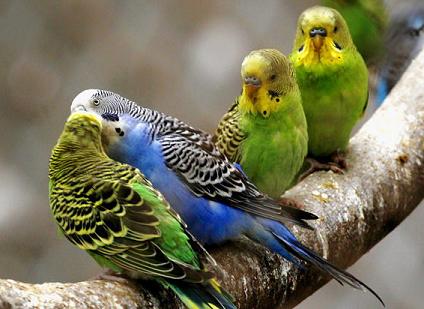 有哪些看似濒危实际很多的动物？