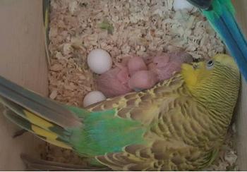 我养了一对鹦鹉，前两周吧啪啪啪一口气生了六个蛋，这两天孵出了一只小宝宝，萌萌哒！怎么让小宝宝顺利成长？