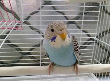 虎皮鹦鹉吃胡萝卜吗？