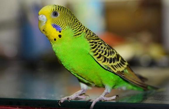 想养一只鹦鹉，虎皮还是玄凤？