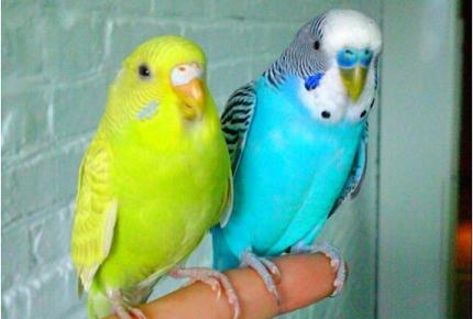 怎样驯服几个月大的虎皮鹦鹉？