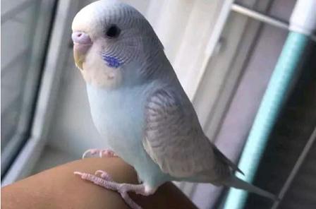 虎皮鹦鹉喜欢吃什么？