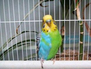 虎皮鹦鹉冬天最低多少温度可以生存