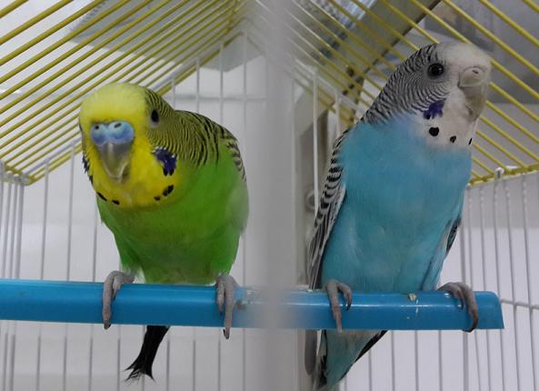 如何才可以购买到能说话的鹦鹉幼鸟？能分出来不？