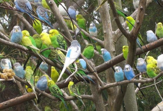 虎皮鹦鹉一只能养活吗？