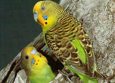 虎皮鹦鹉脚脱皮是癣吗