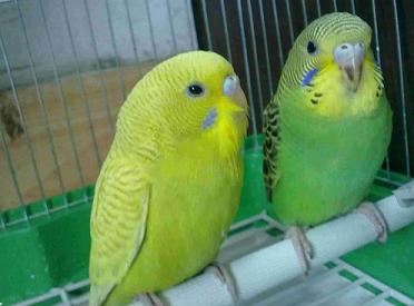 我家的虎皮鹦鹉光掉毛，没精神，走路不怎么样，请问得的什么病？怎么?