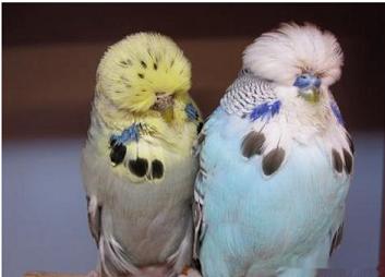 养动物好伤心，我家的小鹦鹉跑了~~~~~