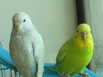 虎皮鹦鹉大约多久会下蛋？