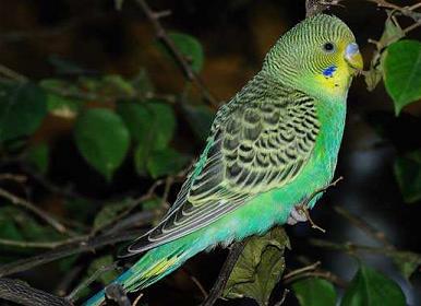 《建国大业》启示：红旗下的蛋，为什么孵出出国的鸡？