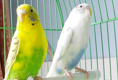 虎皮鹦鹉吃什么？