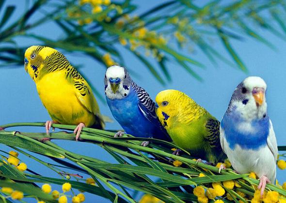 虎皮鹦鹉最长的两根羽毛被剪掉了还能长出来嘛？懂得快快回答哦！很急！