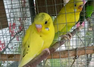 说说我那已经养成精的虎皮鹦鹉和他换了10个老婆的故事