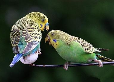 养了两只虎皮鹦鹉，飞了一只，还有一只，会不会孤单，会不会养不久？