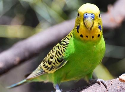 虎皮鹦鹉的繁殖细节多