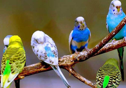 小菲胸鹦鹉为什么白屑多，不长毛？