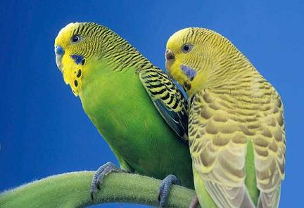 虎皮鹦鹉吃什么？