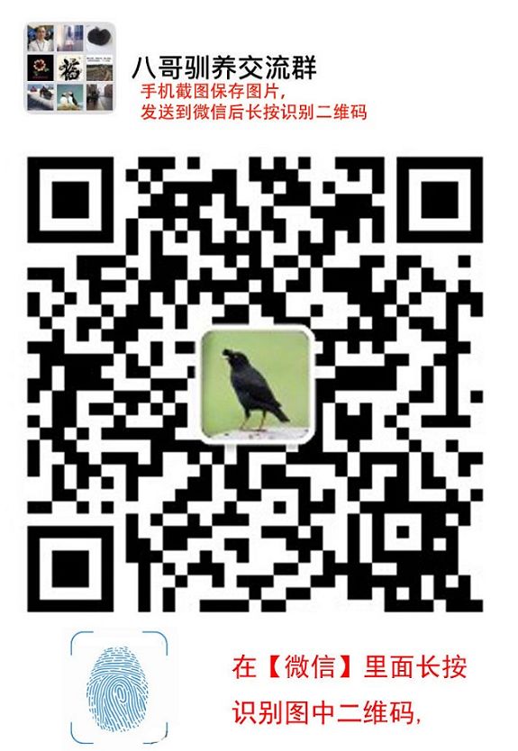 大头虎皮鹦鹉可以和小虎皮鹦鹉交配吗