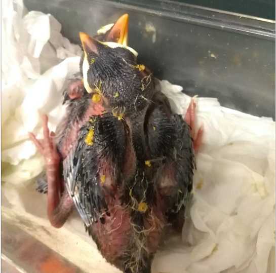 八哥幼崽怎么养