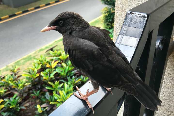 海南八哥雏鸟怎么养？