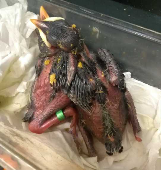 海南八哥雏鸟怎么养？