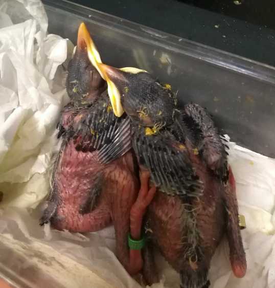 我6号发现了一窝八哥幼鸟，已经孵出了两只还有两个蛋，要多久能人工喂养怎么能分出公母？