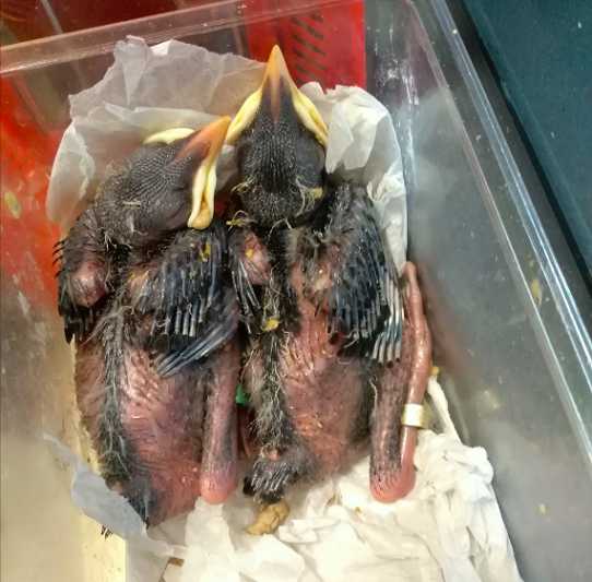 如何喂养八哥雏鸟？