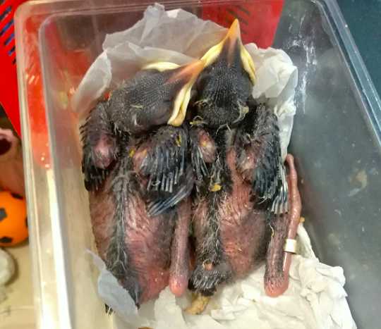 八哥怎么分公母图片