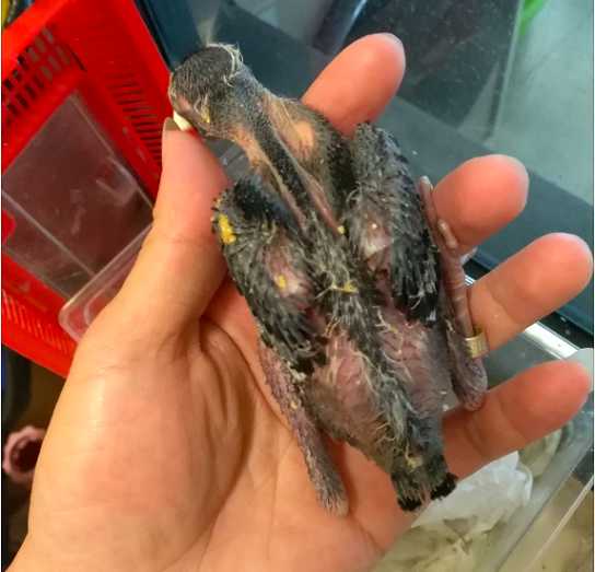 八哥鸟叫声大全音效