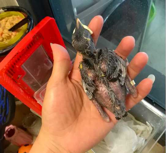 如何喂养八哥雏鸟？