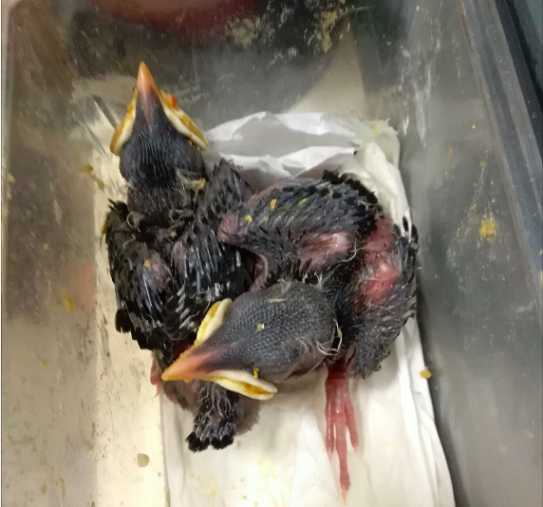 小八哥雏鸟要怎么喂水和喂食，每天要喂几次水和食？