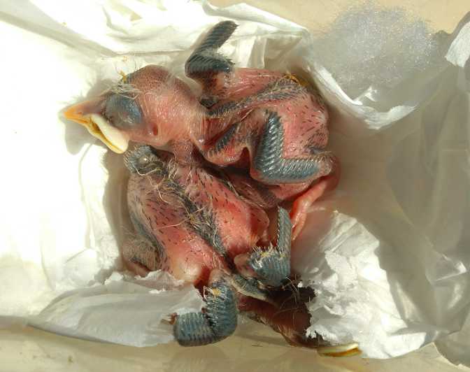 海南八哥雏鸟怎么养？