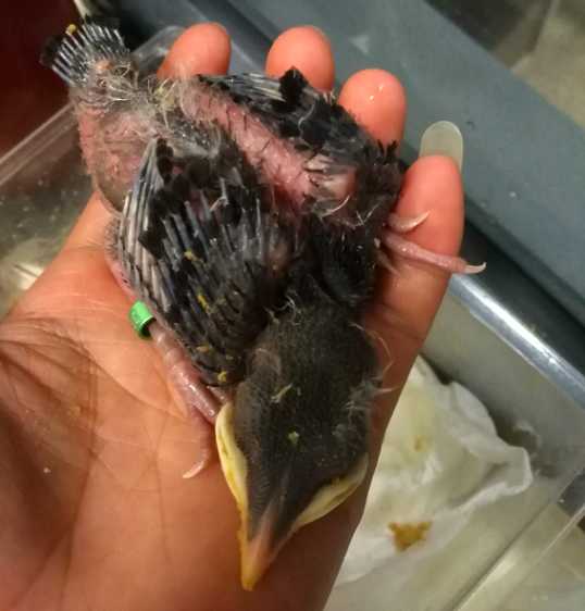 海南八哥雏鸟怎么养？