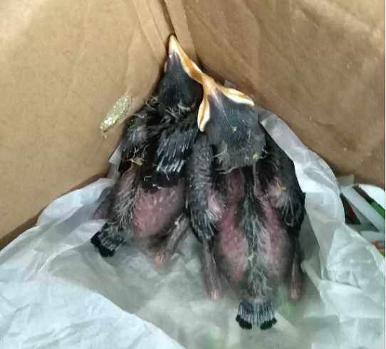 八哥能吃吃什么?