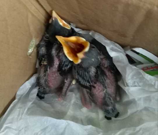 八哥幼崽怎么养