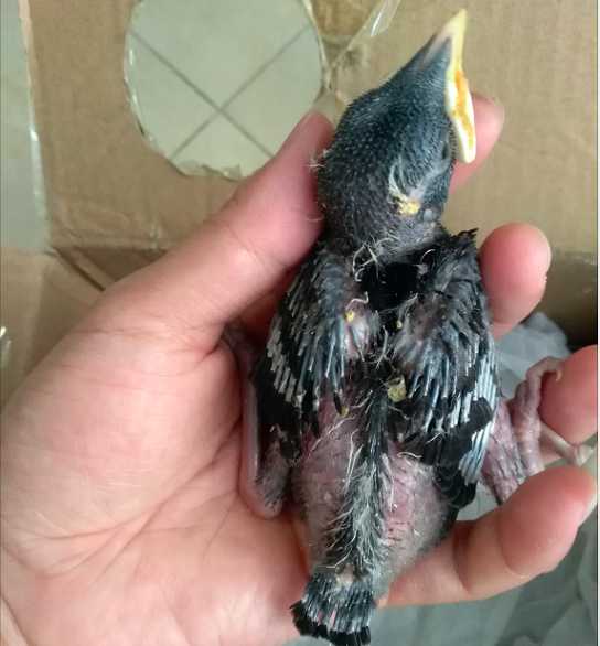 八哥鸟雏鸟出壳后长多长时间才会飞？什么时候去抓最合适（十天还是半月野生八哥）大概？