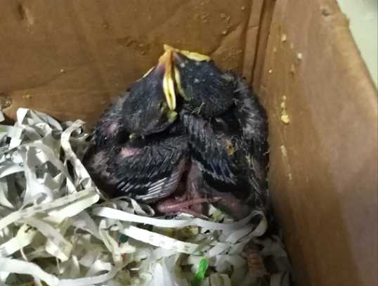 八哥卵蛋要多久,从幼鸟到可以人工养要多久