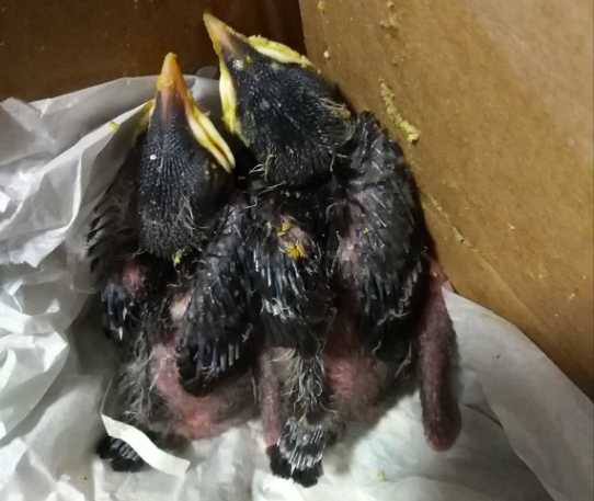 海南八哥雏鸟怎么养？