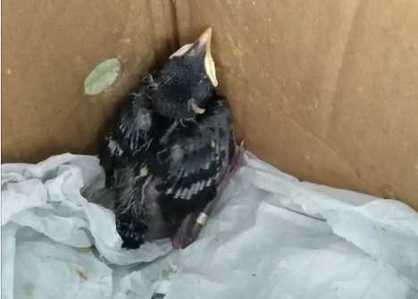 八哥吃什么?一般一天喂几次?什么时间喂