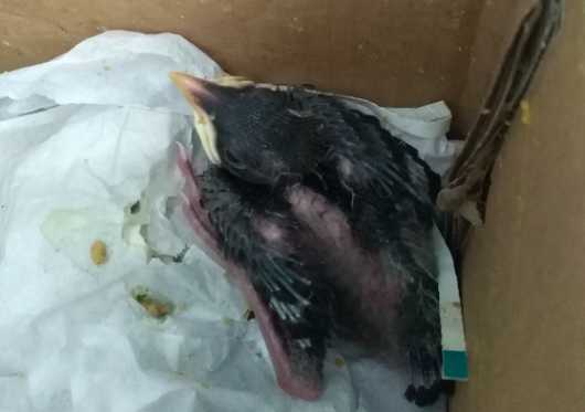 海南八哥雏鸟怎么养？