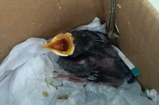 海南八哥雏鸟怎么养？