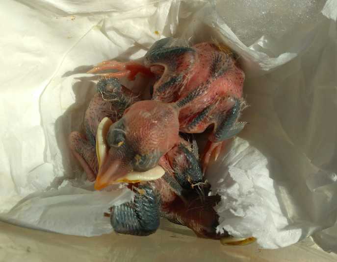 海南八哥雏鸟怎么养？